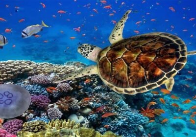 Hurghada: Your Guide to 4 Adventures Beyond the Beach